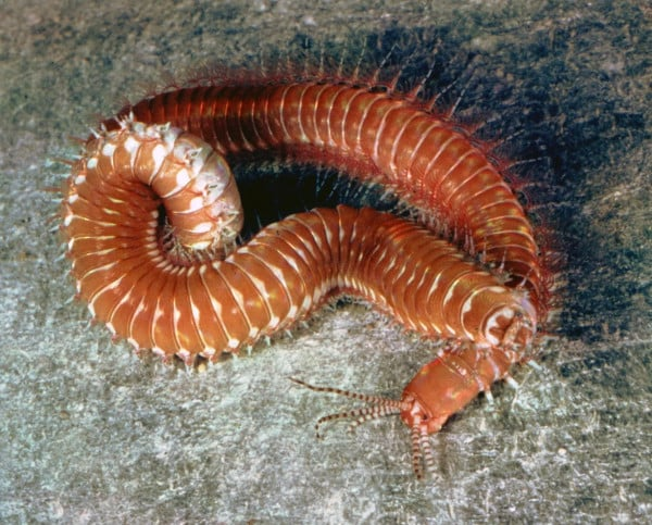 Bau Nyale 2026 Festival Cacing Laut Unik Lombok